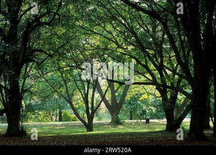 Trees, Arnold Arboretum, Boston, Massachusetts Stock Photo