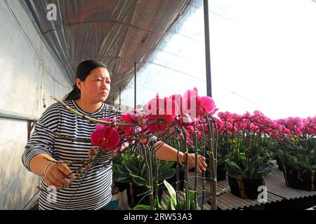 LUANNAN COUNTY, Hebei Province, China - February 1, 2021: workers assemble Phalaenopsis in a nursery ready to sell. Stock Photo