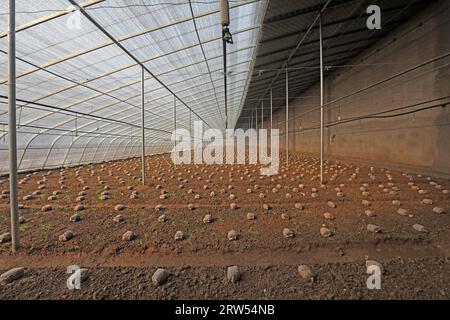 Morchella cultivation greenhouse in a planting base in North China Stock Photo