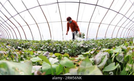 LUANNAN COUNTY, China - March 29, 2021: farmers gather sweet potato seedlings in greenhouses Stock Photo