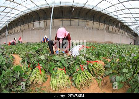 LUANNAN COUNTY, China - March 29, 2021: farmers gather sweet potato seedlings in greenhouses Stock Photo