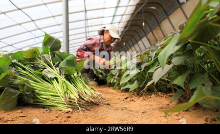 LUANNAN COUNTY, China - March 29, 2021: farmers gather sweet potato seedlings in greenhouses Stock Photo