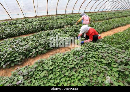 LUANNAN COUNTY, China - March 29, 2021: farmers gather sweet potato seedlings in greenhouses Stock Photo