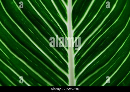 Full frame shot of green leaves texture Stock Photo
