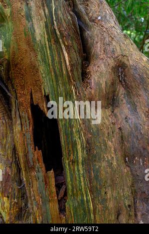 Detail of a hollow yew tree in the ancient Kingley Vale yew forest with trees estimated up to or around 1000 years old. West Sussex, England. Stock Photo