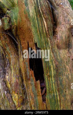 Detail of a hollow yew tree in the ancient Kingley Vale yew forest with trees estimated up to or around 1000 years old. West Sussex, England. Stock Photo