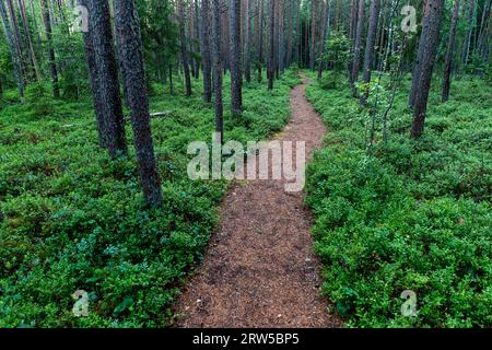Beautiful forest trail on Mannikjarve hiking trail in lush pine forest in Endla Nature Reserve in Estonia Stock Photo