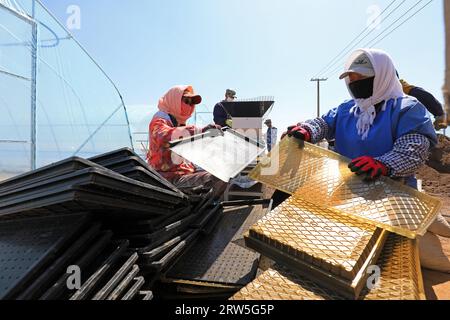 LUANNAN COUNTY, China - April 14, 2021: farmers plant rice in seedling trays. Stock Photo