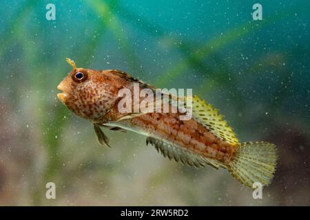 butterfly blenny sitting on the sea floor Stock Photo