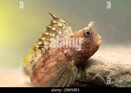 butterfly blenny sitting on the sea floor Stock Photo