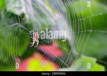 Around the UK - A Garden Spider in the centre if it's web, contrasting to a green background.  (Araneus diadematus) Stock Photo