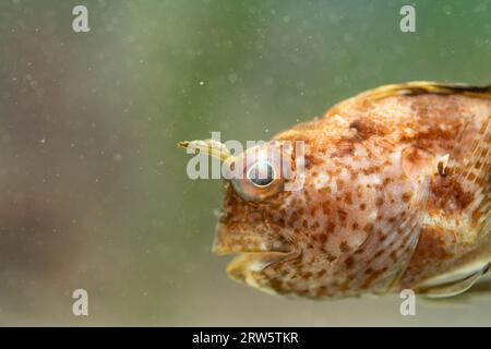 butterfly blenny sitting on the sea floor Stock Photo