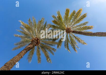 Looking up at palm trees against a blue sky, in the Spanish city of Seville Stock Photo