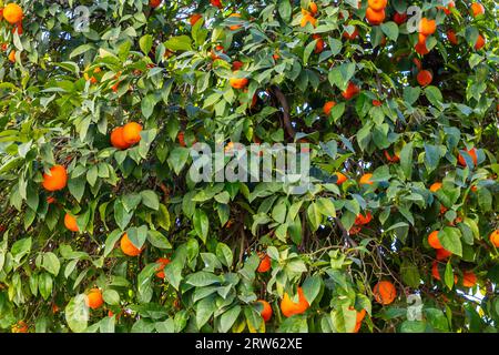 Bitter oranges growing in the Spanish city of Seville Stock Photo