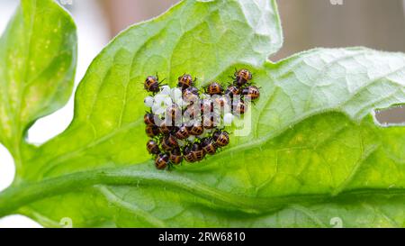 Larvae and eggs of the brown marmorated stink bug on a leaf Stock Photo