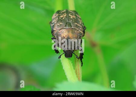 Coleoptera Chrysomelidae insects, North China Stock Photo - Alamy