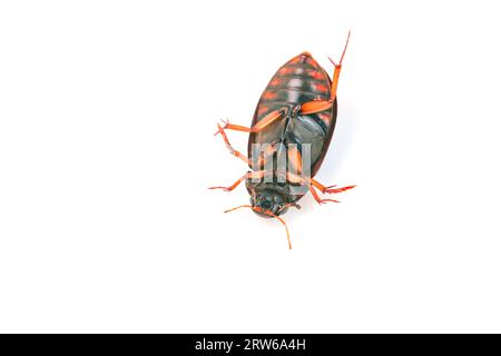 water scavenger beetle on a white background, North China Stock Photo