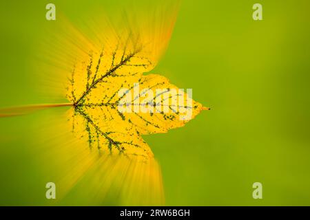 Autumn, Colored Blurred Maple Leaf On Green Background Stock Photo