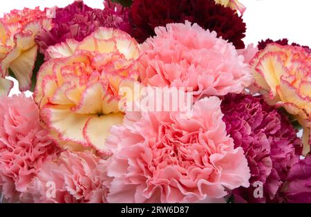 bouquet of carnations isolated on white background Stock Photo