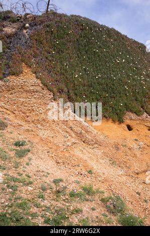 Cliff erosion at Barton on Sea, New Milton, Hants, England, UK Stock Photo