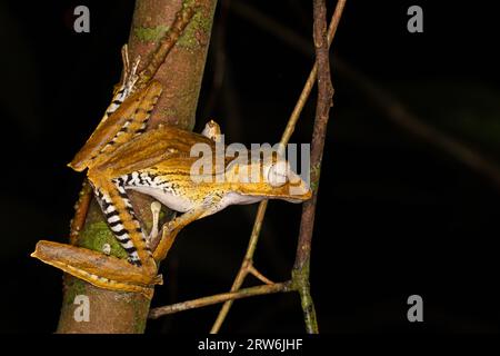 File-eared Tree Frog (Polypedates otilophus) nocturnal ranforest frog, Sabah, Borneo, Malaysia Stock Photo