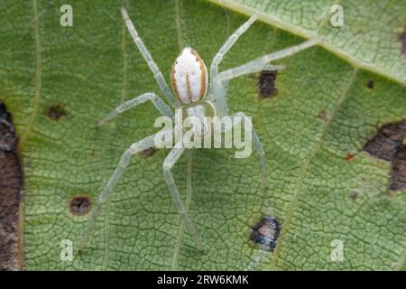 Spiders in the wild, North China Stock Photo