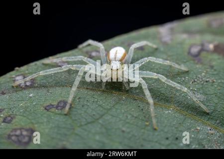 Spiders in the wild, North China Stock Photo