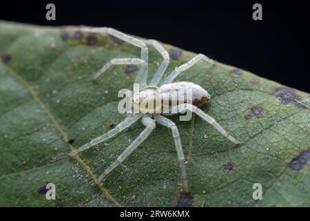 Spiders in the wild, North China Stock Photo