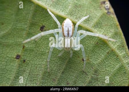 Spiders in the wild, North China Stock Photo