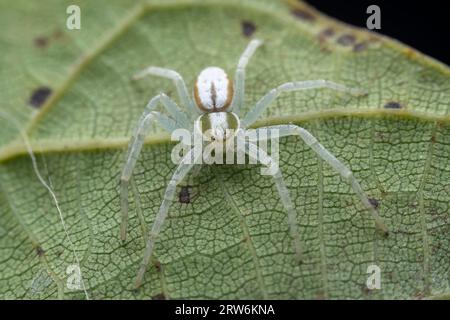 Spiders in the wild, North China Stock Photo