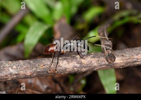 Giant Forest Ant (Dinomyrmex gigas) walking along horizontal branch, Sabah, Borneo, Malaysia Stock Photo