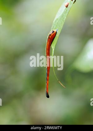 Tiger Leech or Stnging Land Leech (Haemadipsa picta) clinging to green leaf, rainforest, Borneo, Malaysia Stock Photo