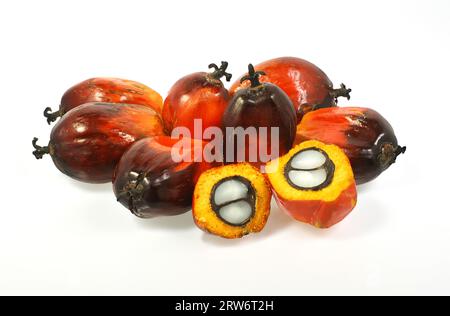 Group of oil palm fruits isolated on white background. Stock Photo