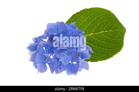 blue hydrangea isolated on white background Stock Photo