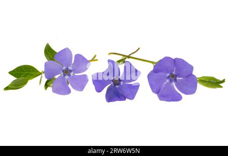 periwinkle flower isolated on white background Stock Photo