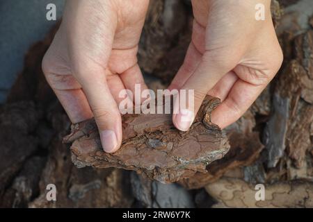 A person holding pine bark in his hands over a pile of pine bark. Close up. Stock Photo