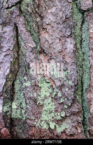 Old growth pine bark Stock Photo
