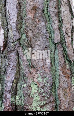 Old growth pine bark Stock Photo