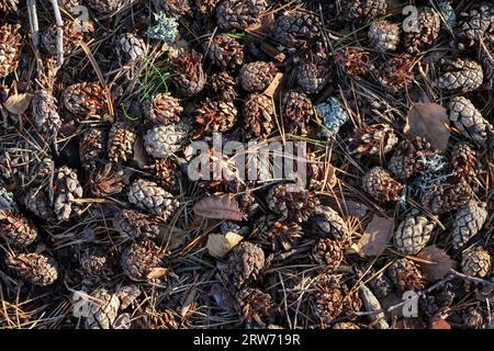 Crossbill eaten pine cones Stock Photo