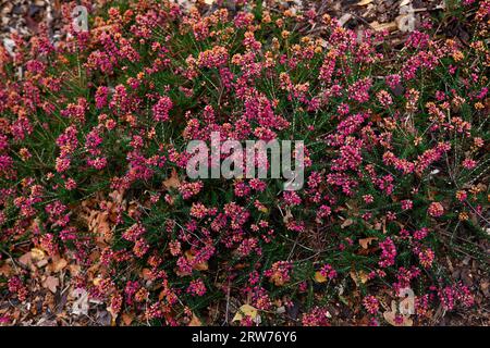 Closeup of the dark green leaves and purple flowers of the low growing perennial garden heather erica cinerea Rock Ruth. Stock Photo