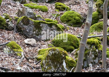 Stones covered with green moss among fallen brown leaves Stock Photo