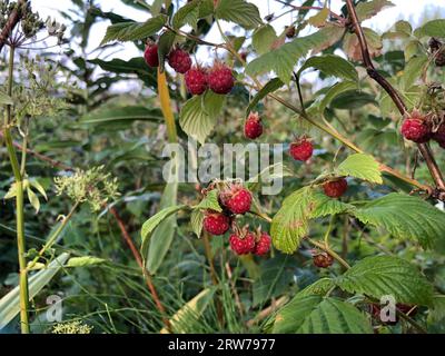 forest raspberry harvest, summer red ripe raspberries on branches Stock Photo