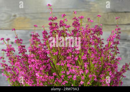 Close up of Erica flowers Stock Photo