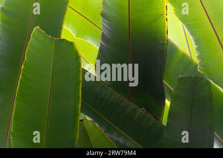 Vibrant green banana plant leaves with dramatic lighting and natural textures Stock Photo