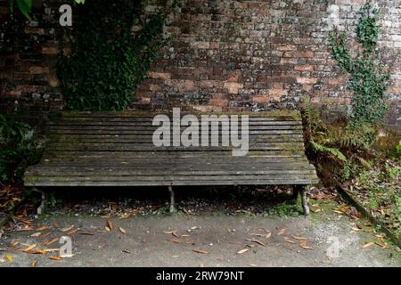 Weathered wooden bench against old brick wall with ivy and ferns in Cornwall Stock Photo