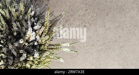 White Calluna or Heather flowers on concrete background with copy space Stock Photo