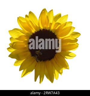 Sunflower and honey bees isolated on white background Stock Photo