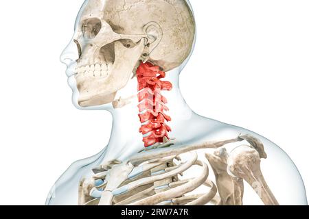 Cervical vertebrae in red color with body 3D rendering illustration isolated on white. Human skeleton and spine anatomy, medical diagram, osteology, s Stock Photo