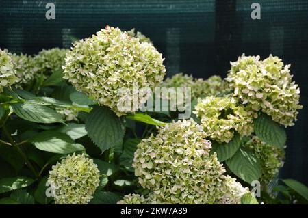 Green Hydrangea flowers. Changing colours of matured hydrangea flowers in the garden. Stock Photo