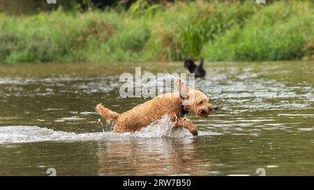 Dogs playing in river Stock Photo
